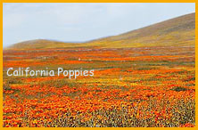 California Poppy, the State Flower